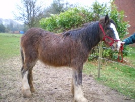 Horse